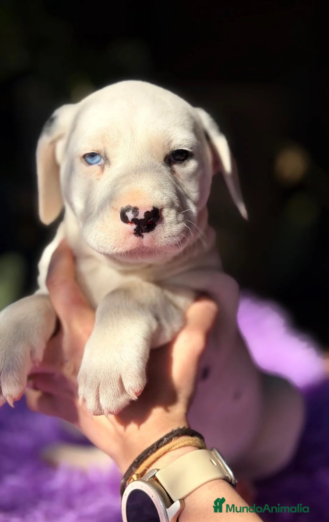 Dálmata perros en venta: CAMADA DE DÁLMATA ESPECTACULAR - Anuncio 2