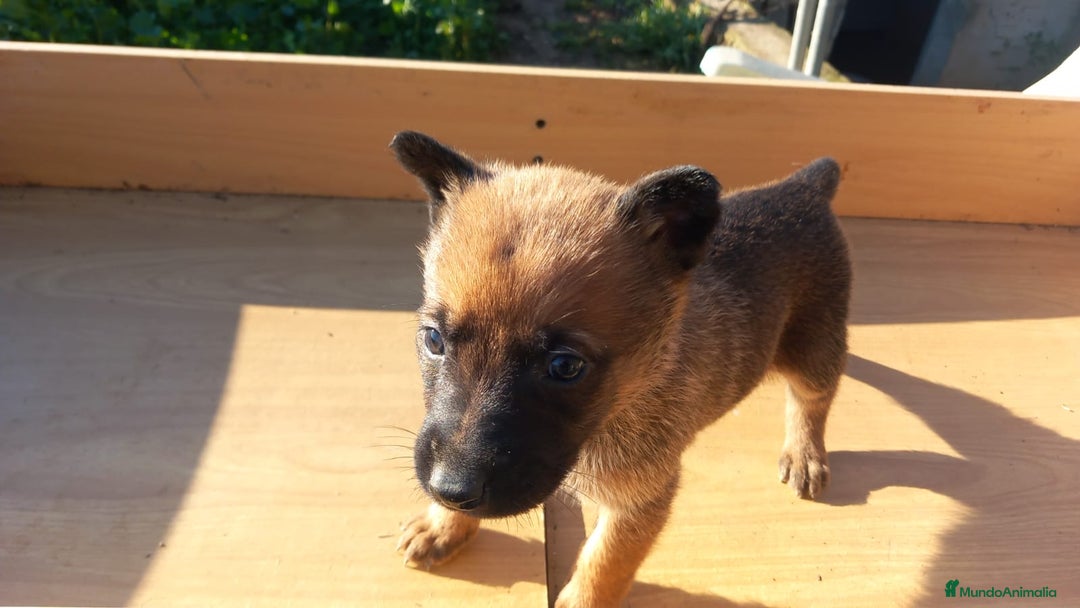 Pastor Alemán perros en venta: Pastor alemán de trabajo  - Anuncio 4