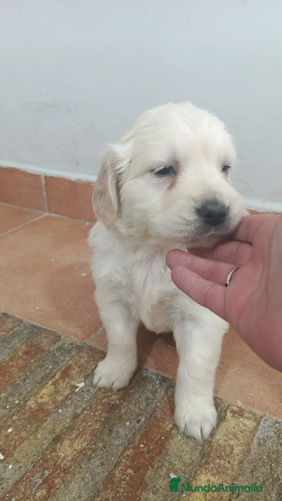Golden Retriever perros en venta: Preciosos golden retriever línea americana  - Anuncio 1