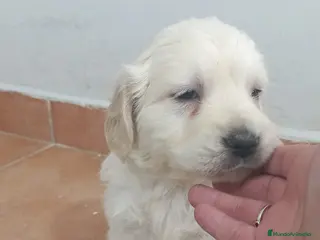 Golden Retriever perros Preciosos golden retriever línea americana - Anuncio 1