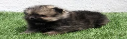Pomerania perros en venta: Pomerania  - Anuncio 9