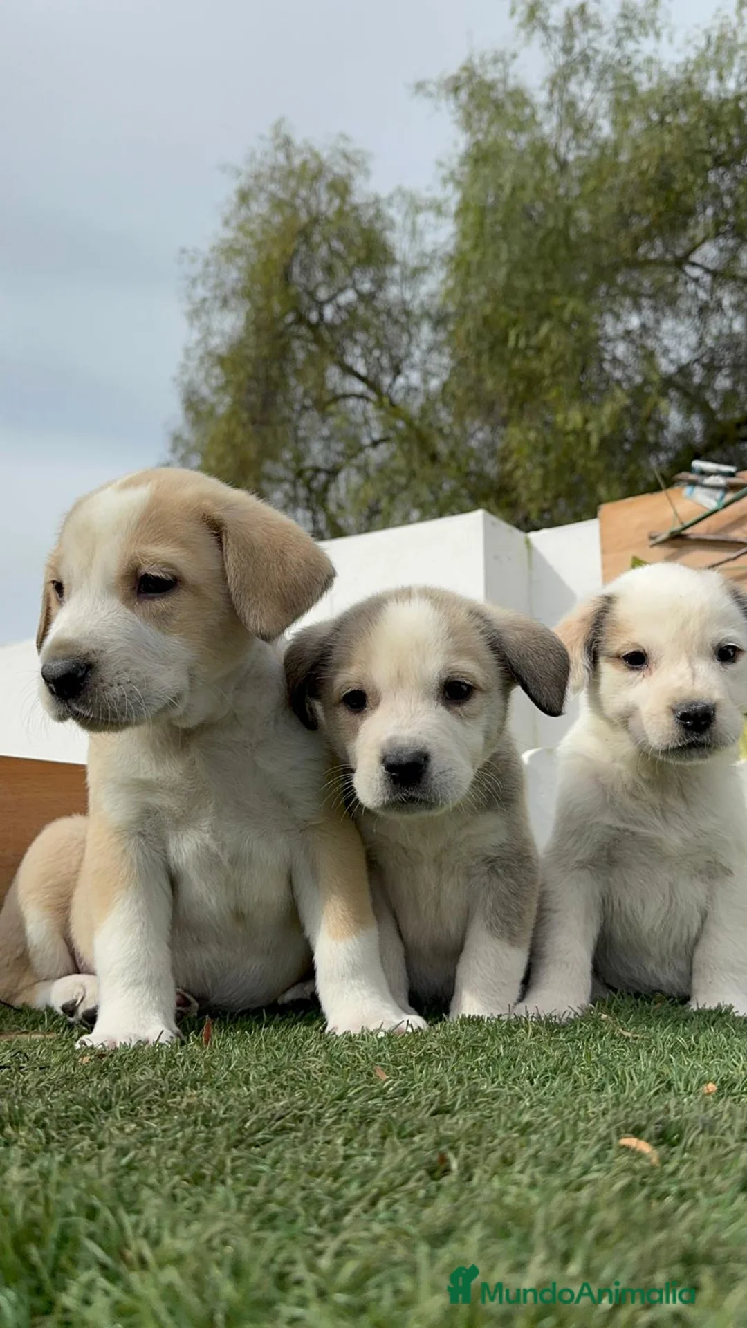 Mastín Español perros en venta: MASTIN ESPAÑOL HEMBRAS - Anuncio 13