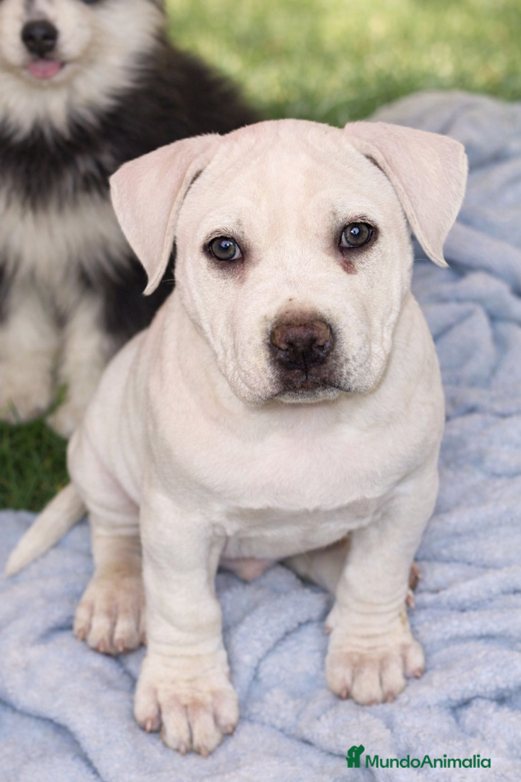 American Staffordshire-Terrier perros Hembras American Stafford Blanca’s  - Anuncio 1