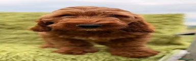Cockapoo 2