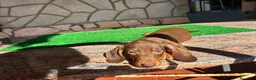 Teckel perros en venta: Teckel kaninchen - Anuncio 5