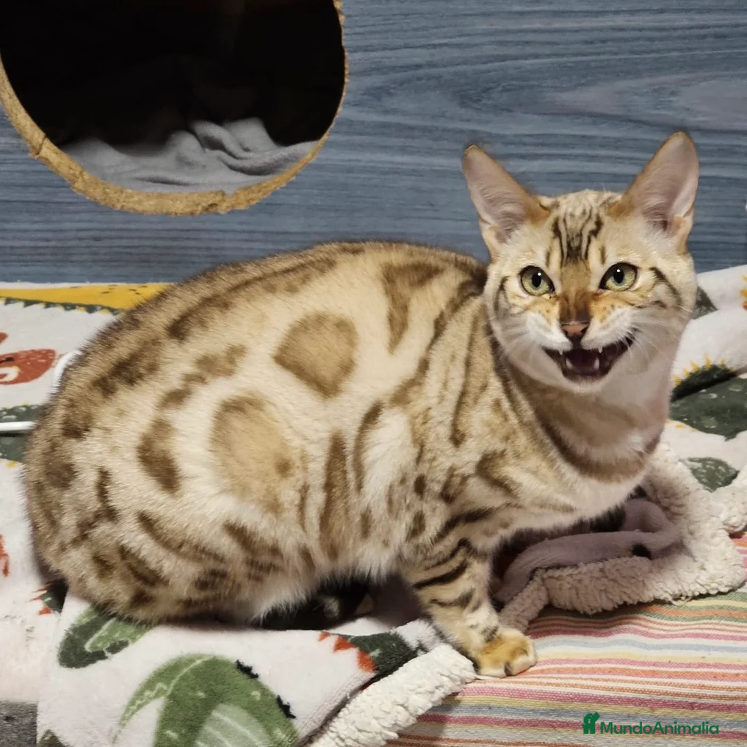 Bengalí gatos en venta: Bengalí Snow Mink - Anuncio 3