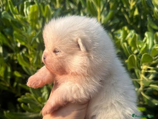 Pomerania perros - Anuncio 27