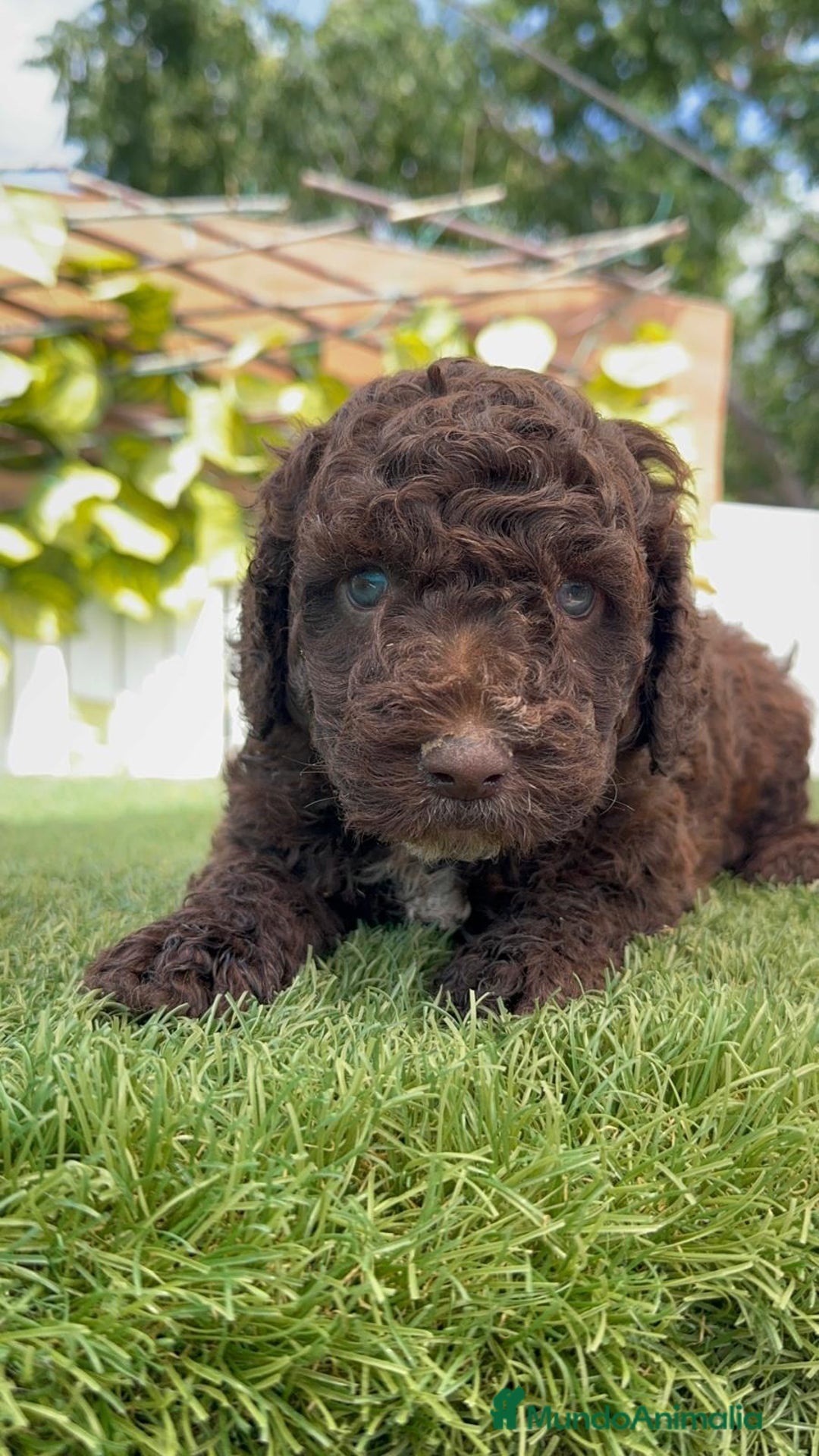 Perro de Agua Español perros en venta: PERRO DE AGUA ESPAÑOL - Imagen 13