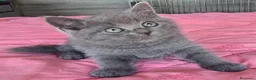 Británico de Pelo Corto Azul gatos en venta: Gatcot.com - Anuncio 7