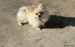 Pomerania perros en venta: lulu pomerania micro toy 5 meses y pesa 700 gramos - Imagen 10