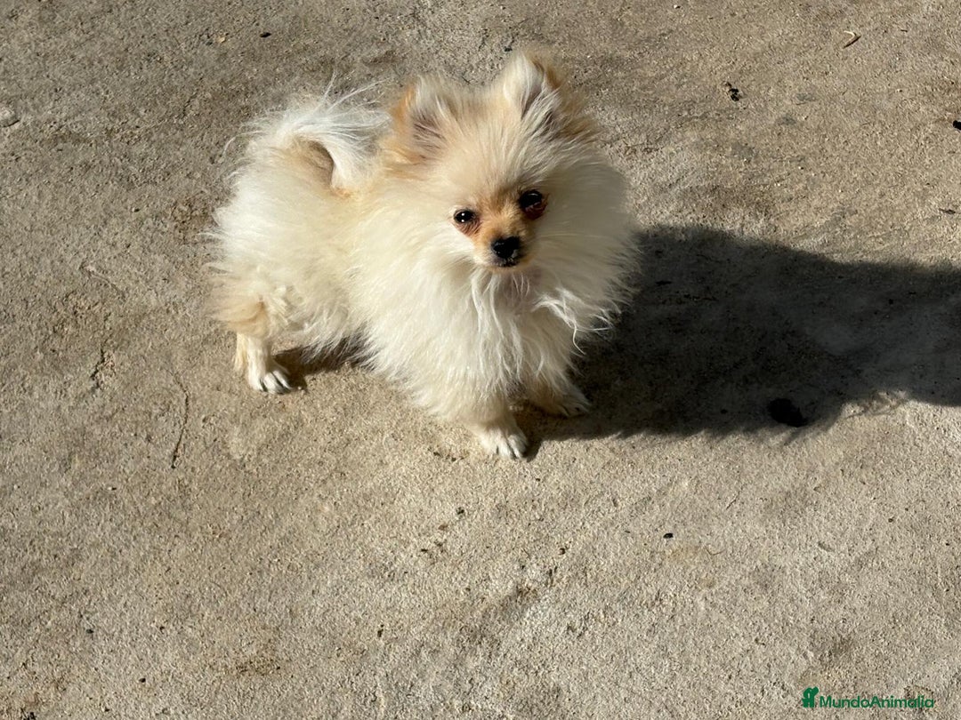 Pomerania perros en venta: lulu pomerania micro toy 5 meses y pesa 700 gramos - Imagen 10