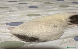 Chihuahua perros en venta: Chihuahua toy rusos - Imagen 3