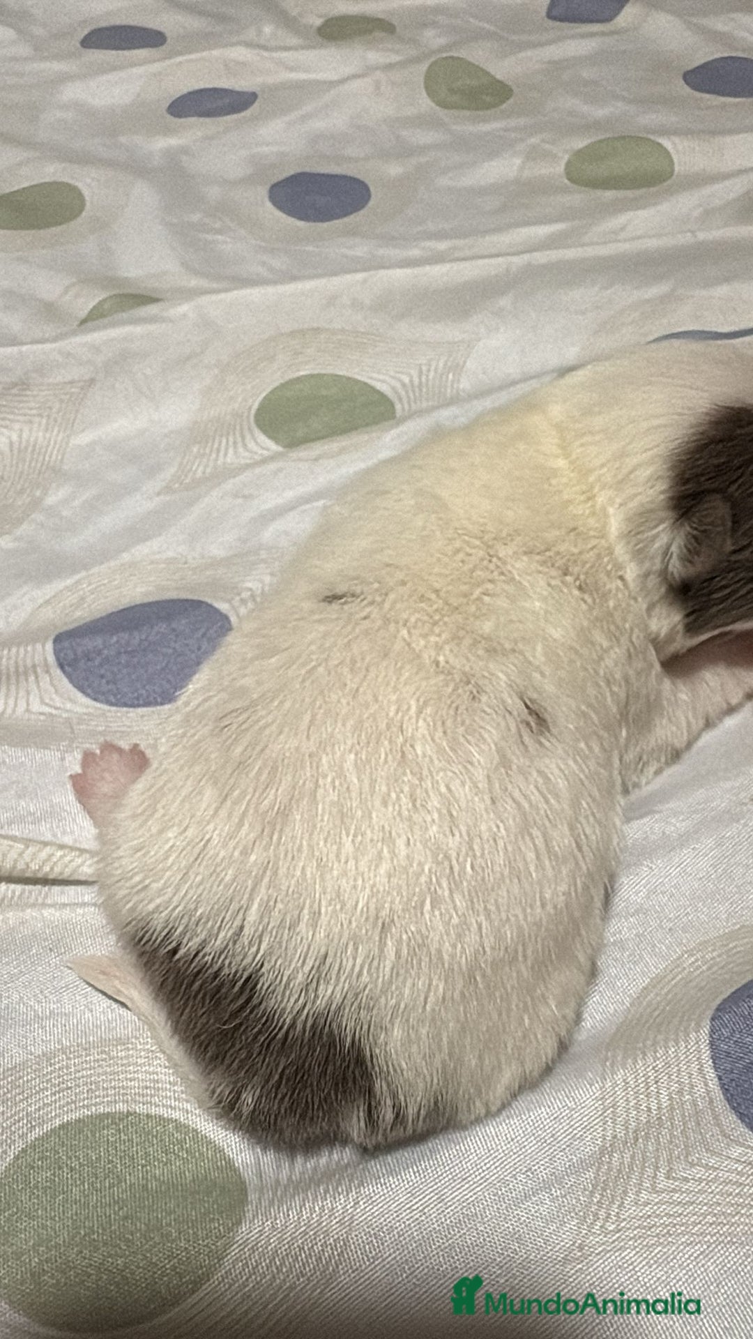 Chihuahua perros en venta: Chihuahua toy rusos - Imagen 3