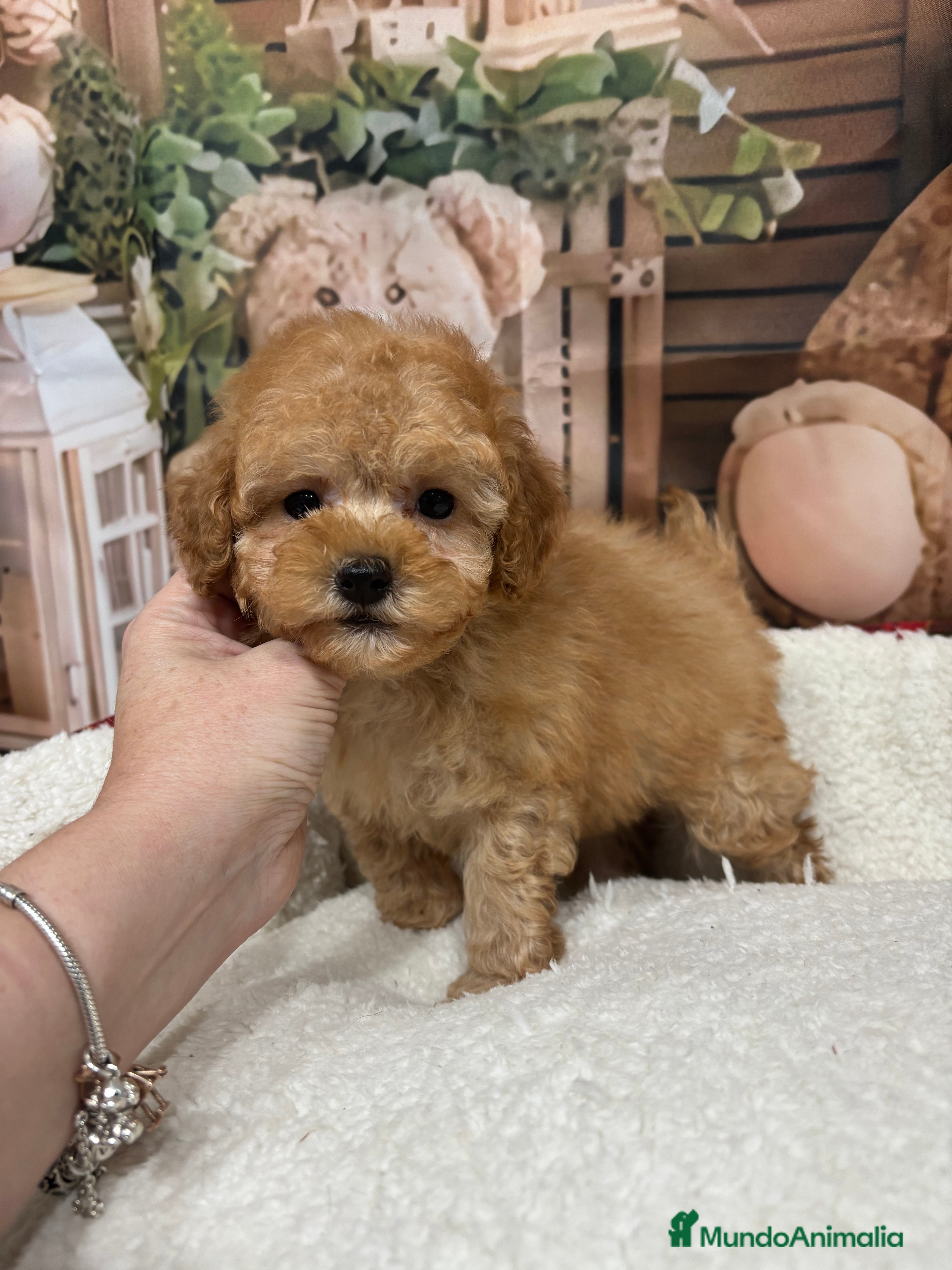 Caniche Toy perros Caniche toy apricot !!!! - Anuncio 2