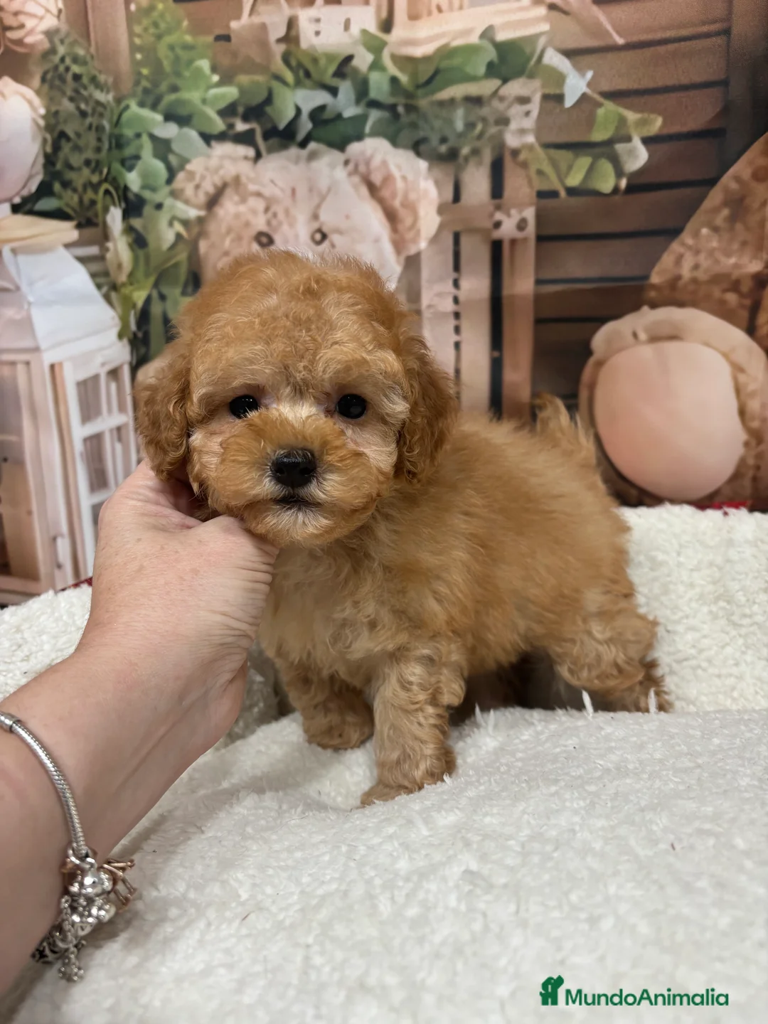 Caniche Toy perros en venta: Caniche toy apricot !!!! - Anuncio 2