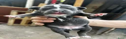 American Pit Bull Terrier perros en venta: American pitbull terrier  - Anuncio 3