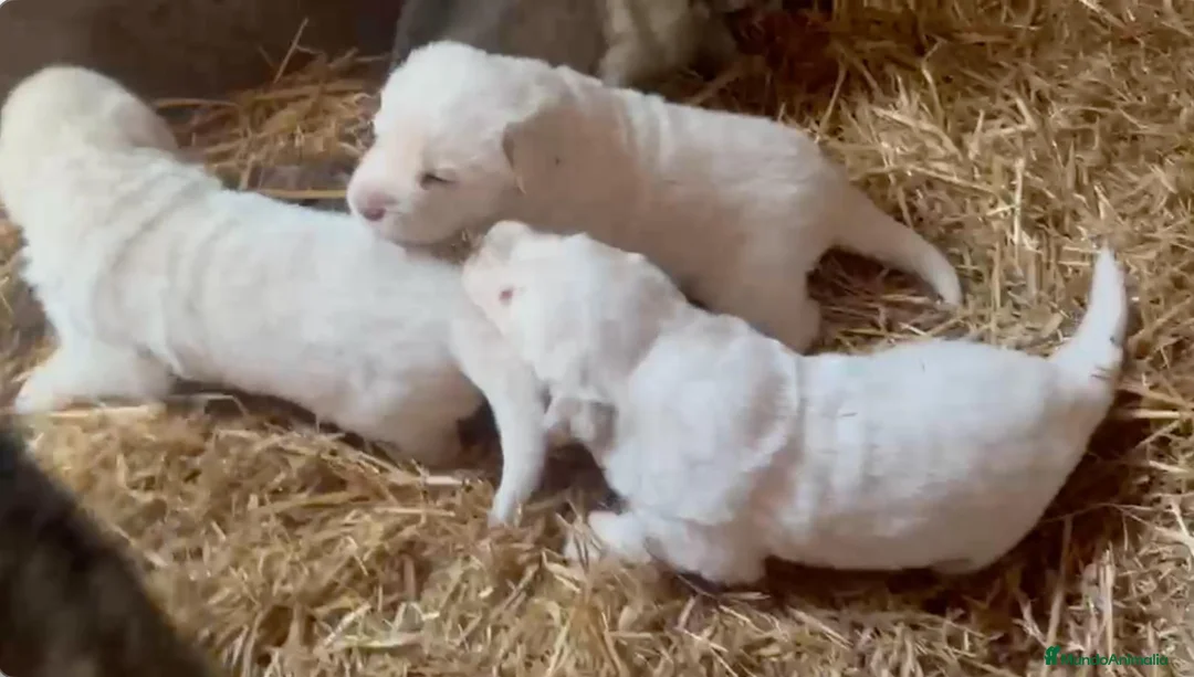 Mastín del Pirineo perros en venta: Cachorros de Mastín - Anuncio 2