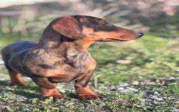 Teckel Miniatura perros en venta: Teckel miniatura - Anuncio 4