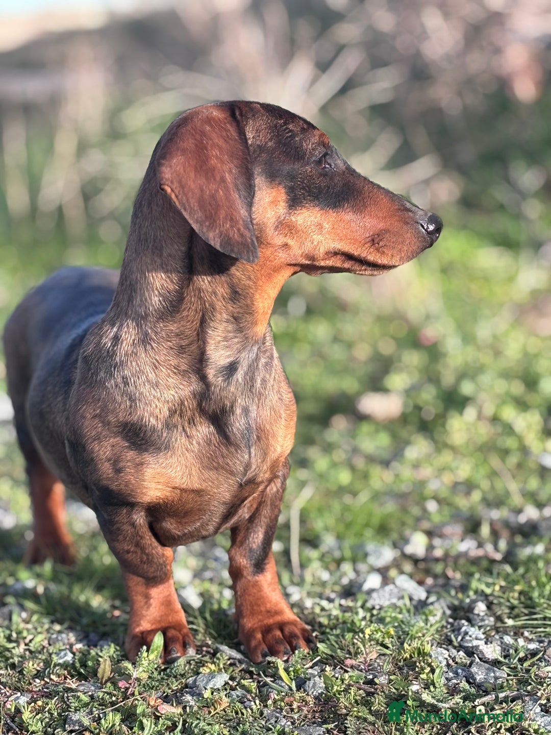 Teckel Miniatura perros en venta: Teckel miniatura - Anuncio 4