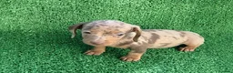Teckel Miniatura perros en venta: Teckel kanichen  - Anuncio 5