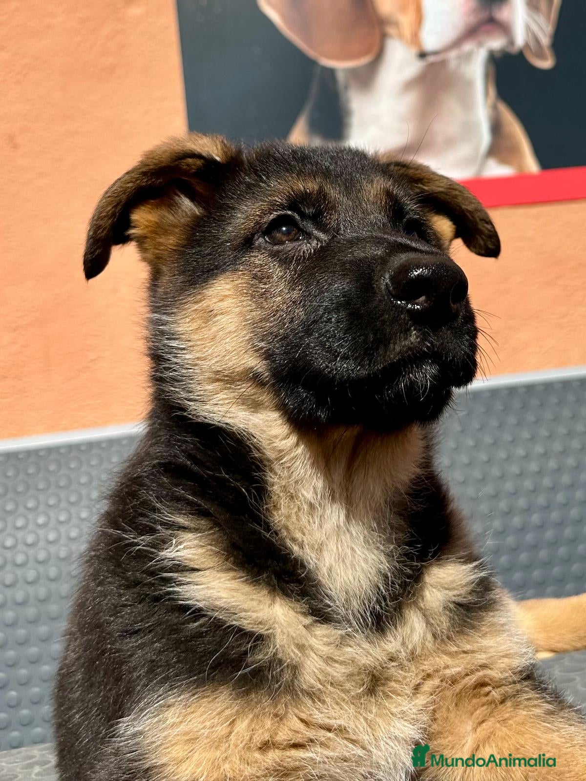 Otras razas perros OMEGA 18K en Barcelona - Anuncio 3