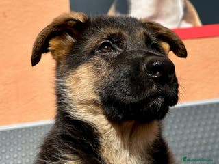 Otras razas perros OMEGA 18K en Barcelona - Anuncio 6