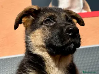 Otras razas perros OMEGA 18K en Barcelona - Anuncio 1