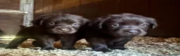 Labrador Retriever perros en venta: labrador chocolate  - Anuncio 7