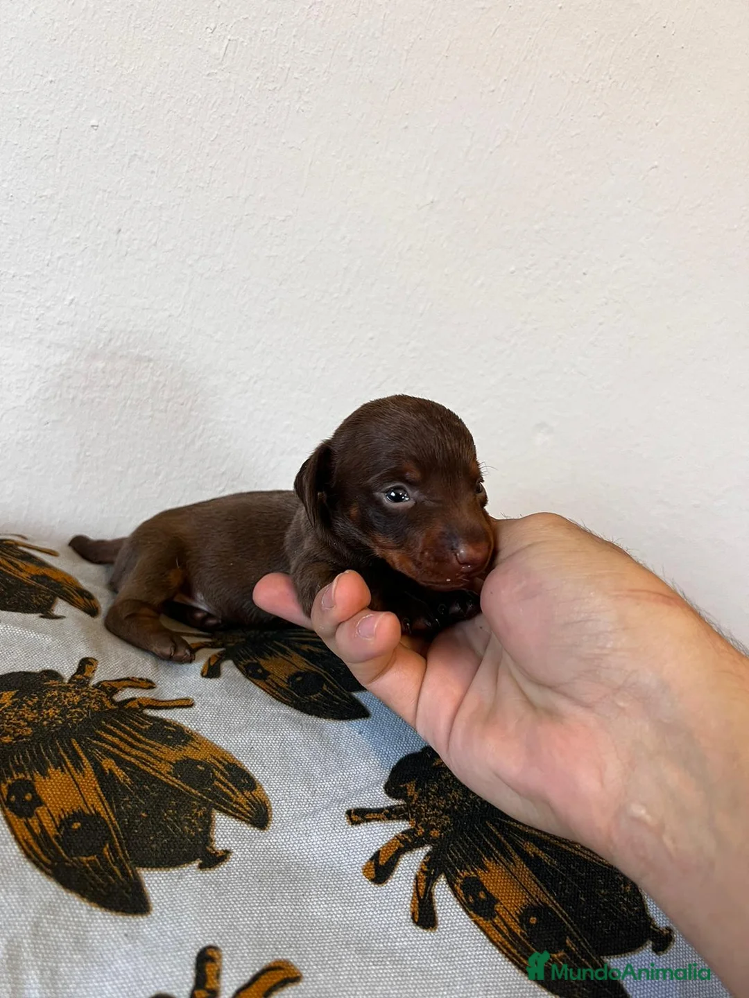Teckel Miniatura perros en venta: Teckel España !  - Anuncio 4