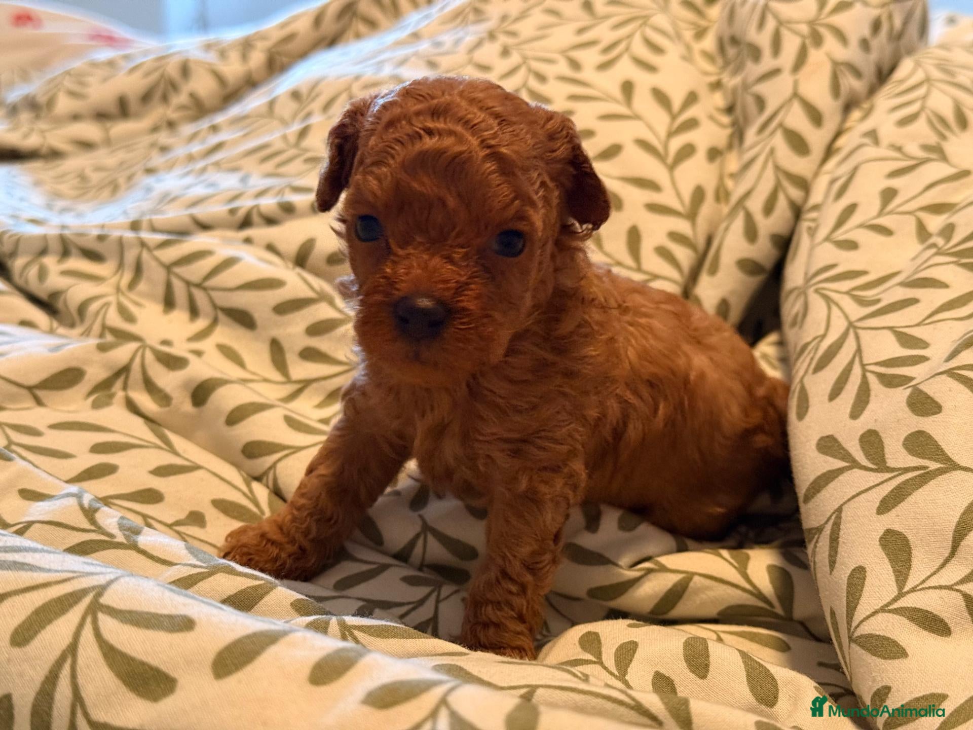 Caniche Toy perros Caniches toy - Anuncio 2