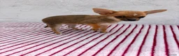 Chihuahua perros en venta: Chihuahua toy hembra  - Anuncio 2