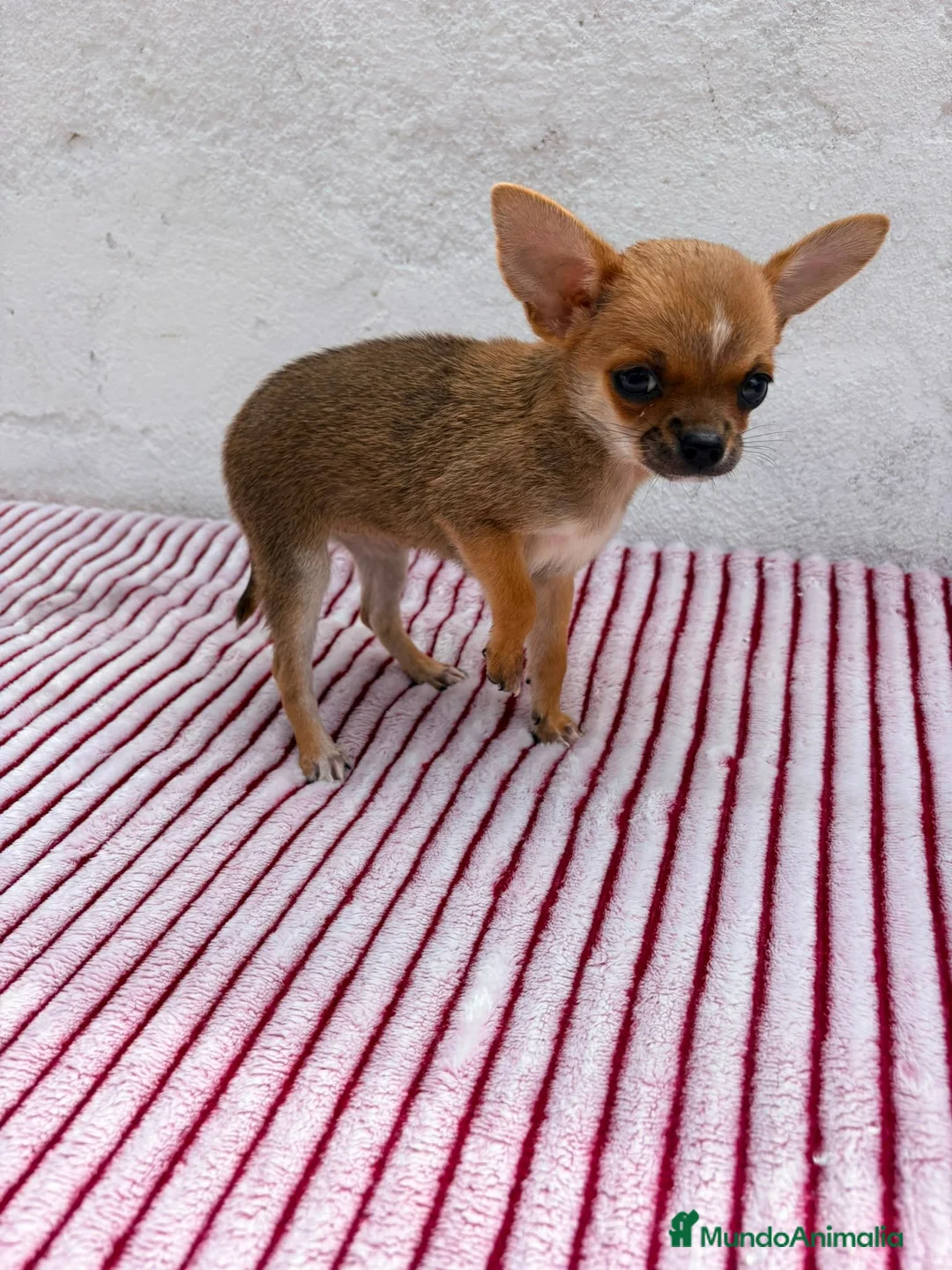 Chihuahua perros en venta: Chihuahua toy hembra  - Anuncio 2