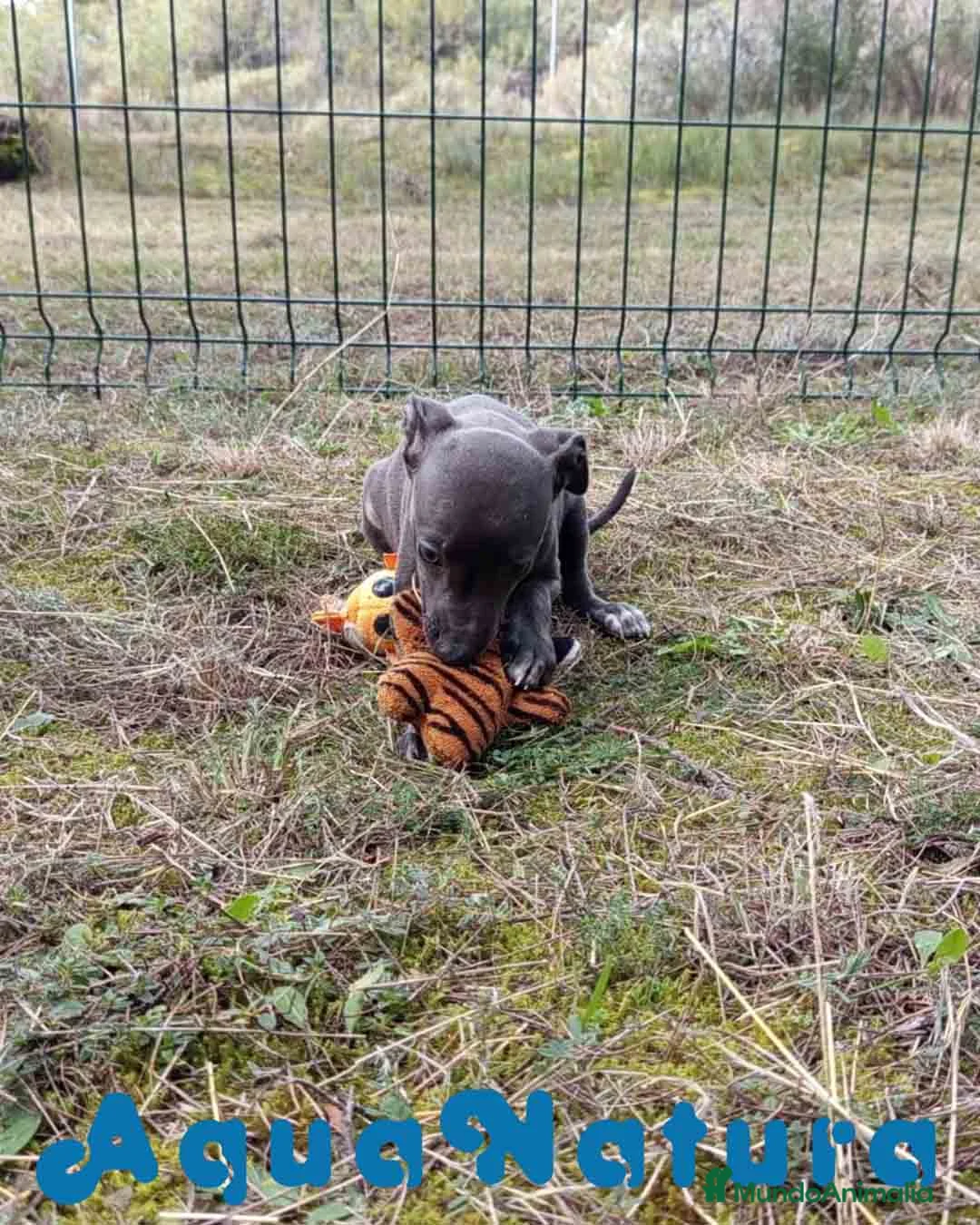 Pequeño Lebrel Italiano perros en venta: Lebrel Italiano Hembra 3 de AB y Omega AQUANATURA - Anuncio 6