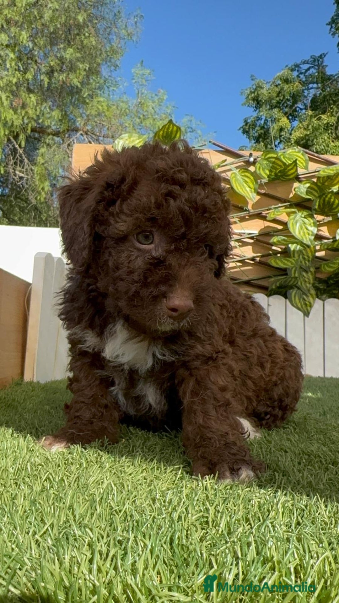 Perro de Agua Español perros en venta: PERRO DE AGUA ESPAÑOL HEMBRA - Imagen 4