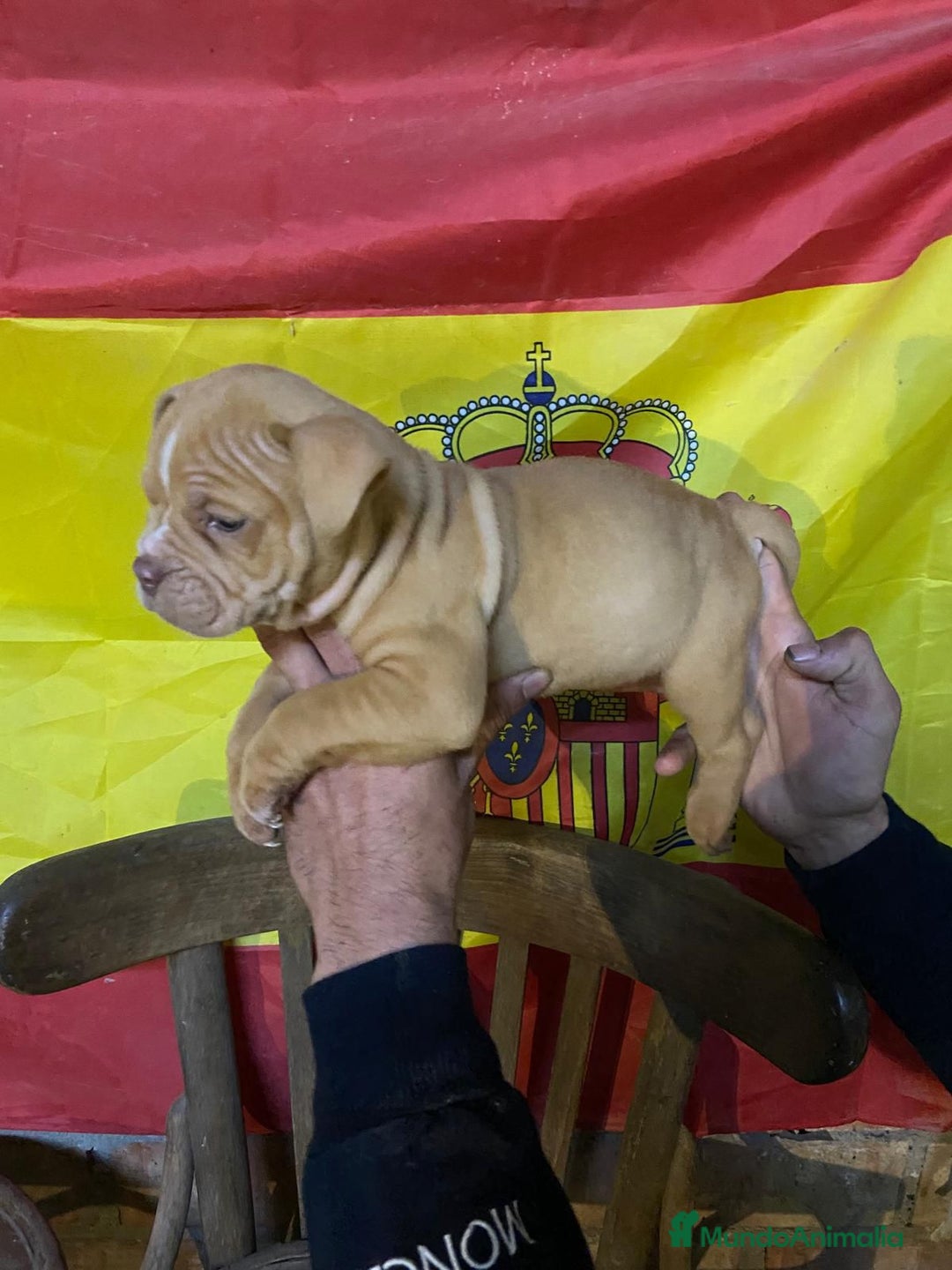 American Bully perros en venta: American bully pocket  - Anuncio 10