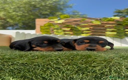 Teckel Miniatura perros en venta: TECKEL MINIATURA - Imagen 16