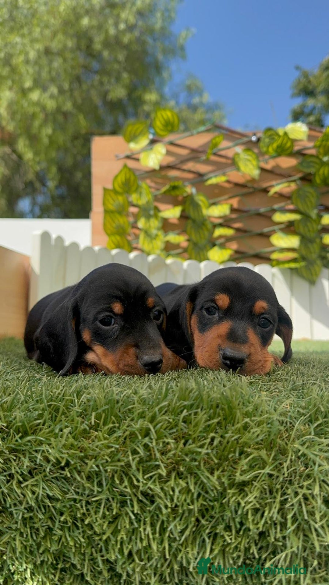 Teckel Miniatura perros en venta: TECKEL MINIATURA - Imagen 16