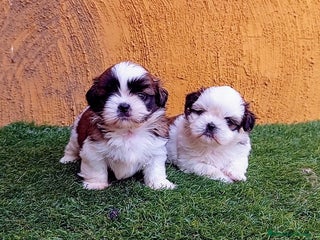 Shih Tzu perros - Anuncio 31