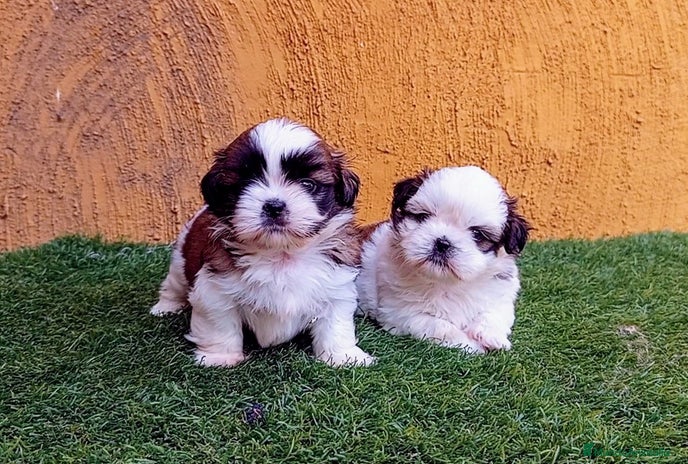 Shih Tzu perros - Anuncio 5