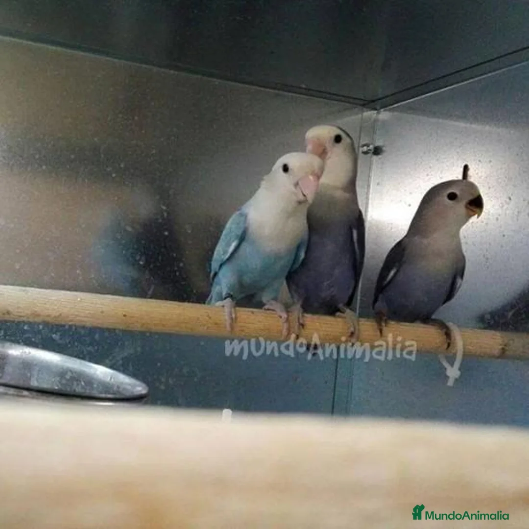 Imagen de galería {{count}}