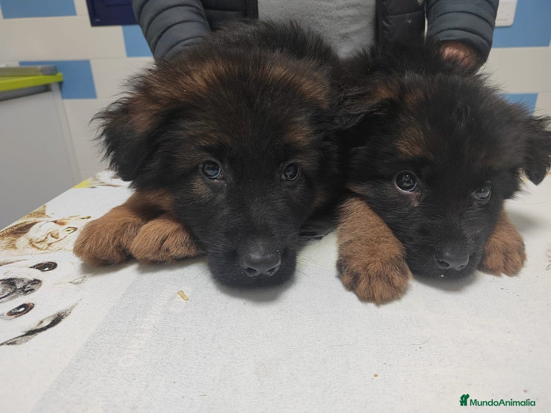 Pastor Alemán perros en venta: Último Pastor Alemán Macho - Anuncio 5