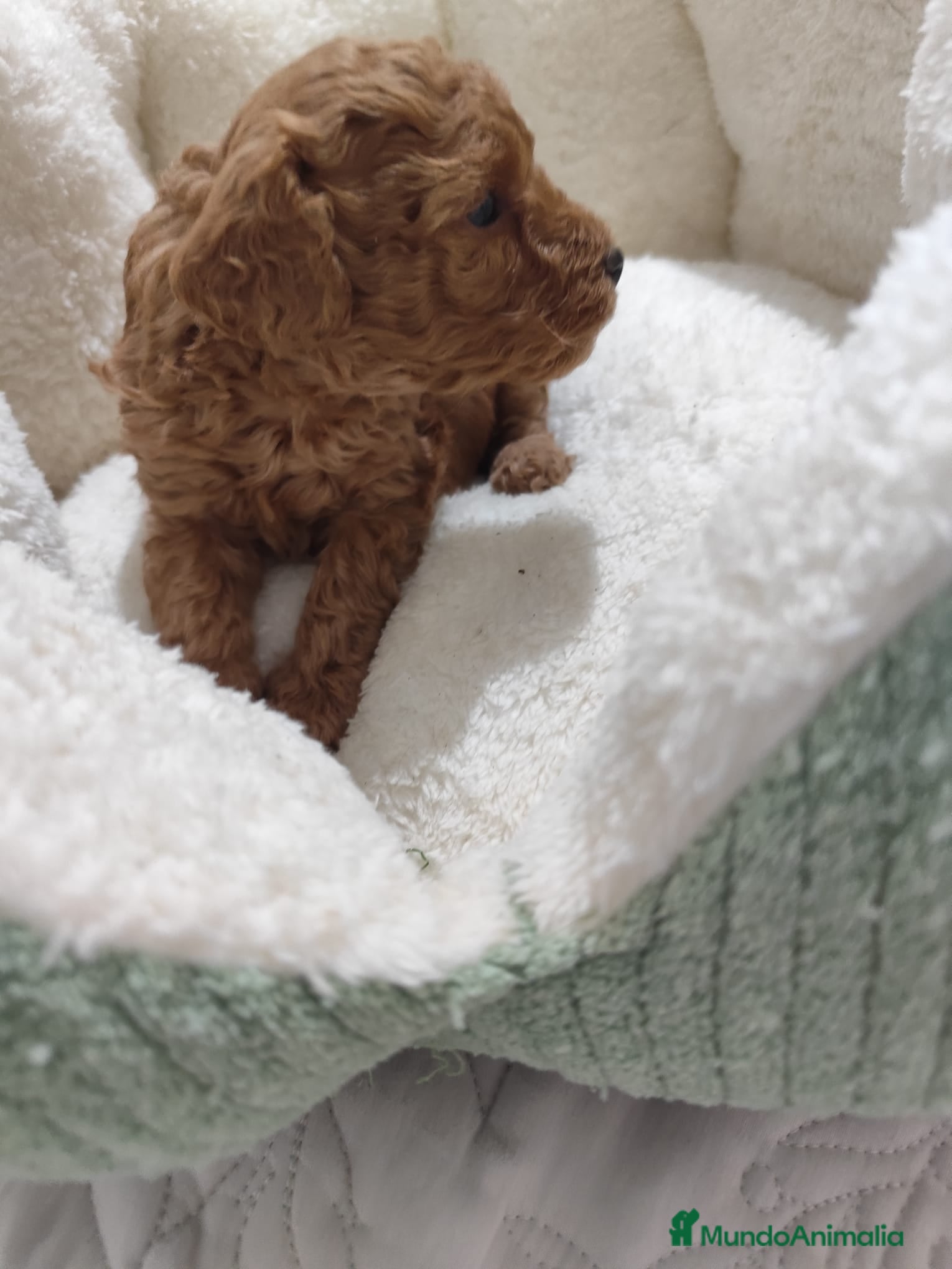 Caniche Toy perros en venta: Caniche Toy - Anuncio 13