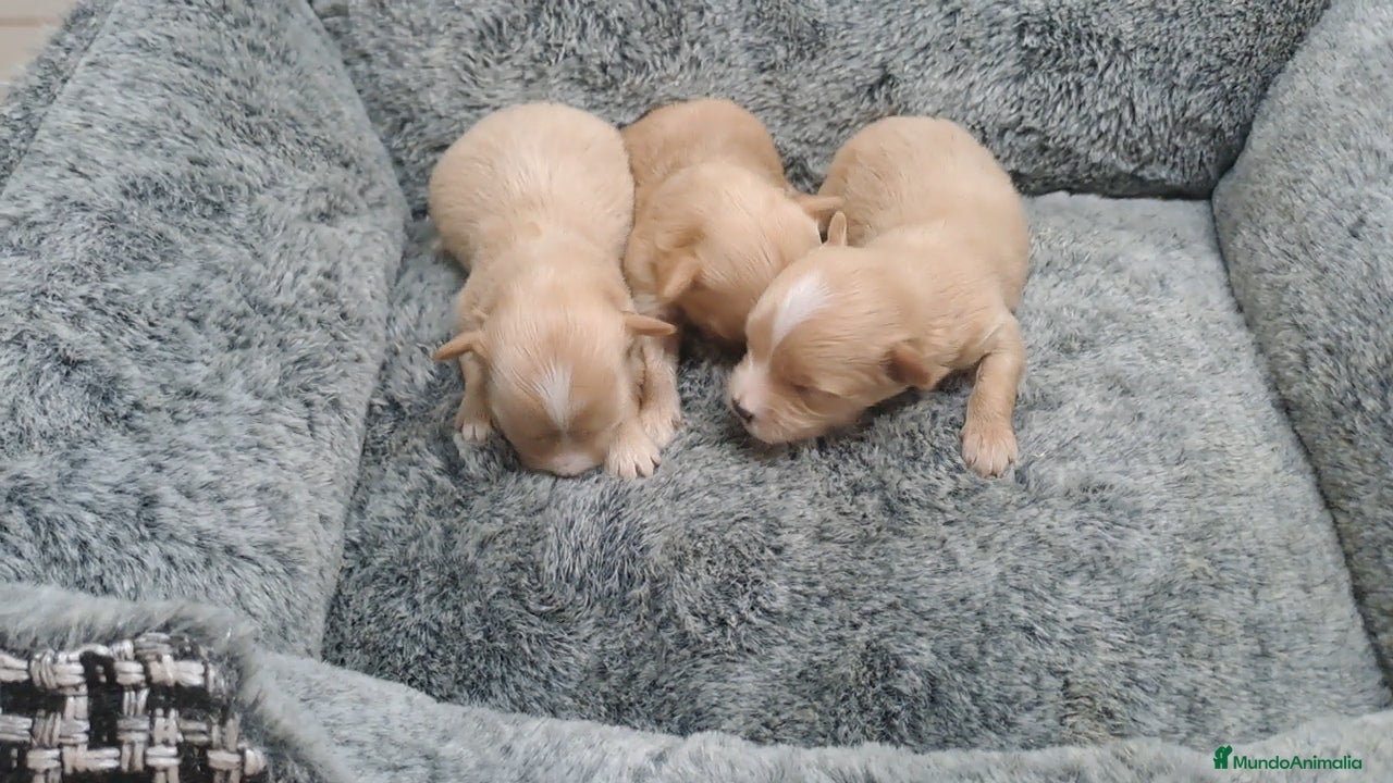 Maltipoo perros Cachorritos de Maltipoo - Anuncio 1