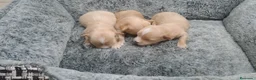 Maltipoo perros en venta: Cachorritos de Maltipoo - Anuncio 1