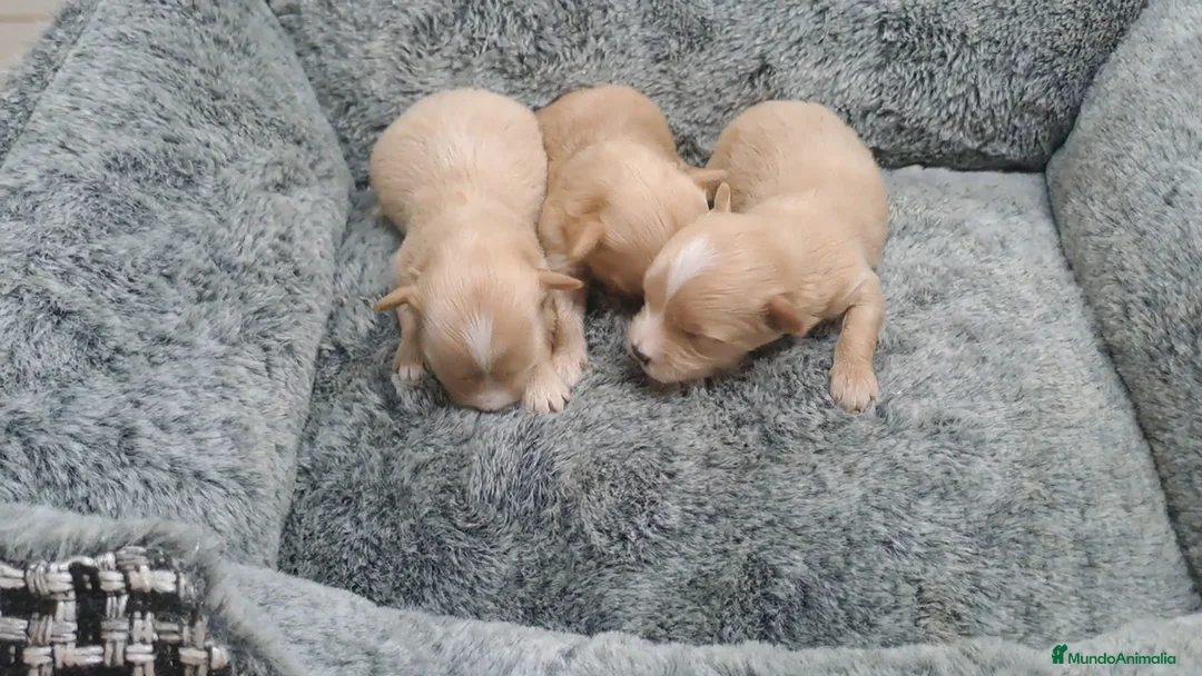Maltipoo perros en venta: Cachorritos de Maltipoo - Anuncio 1