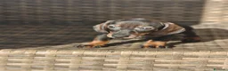 Teckel Miniatura perros en venta: Teckel Mini hembra disponible  - Anuncio 10