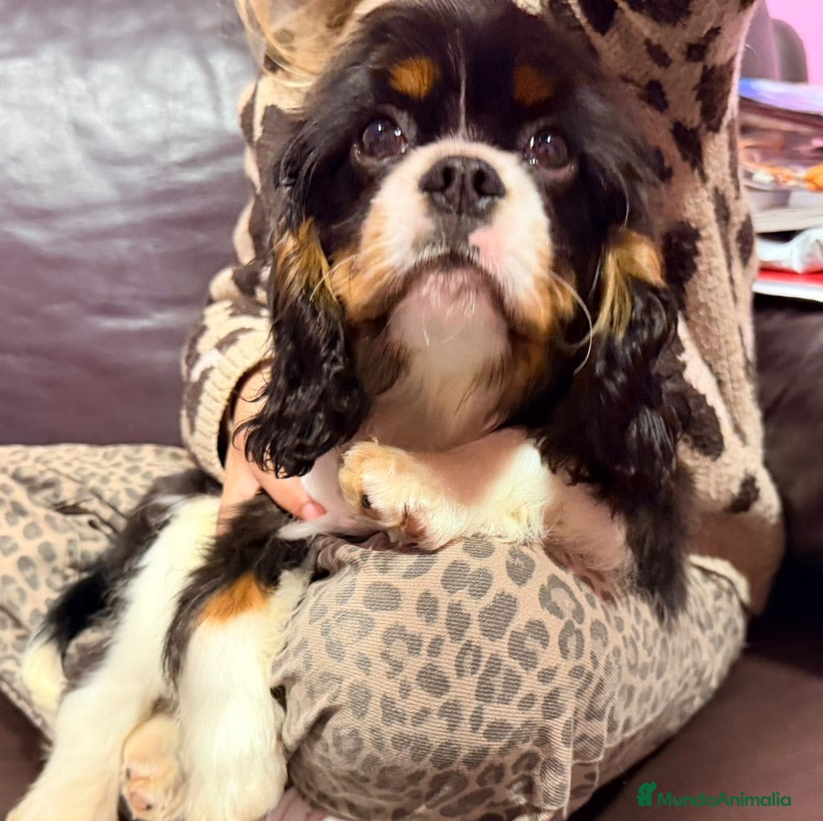 Cavalier King Charles Spaniel perros Cavalier macho tricolor  - Anuncio 2