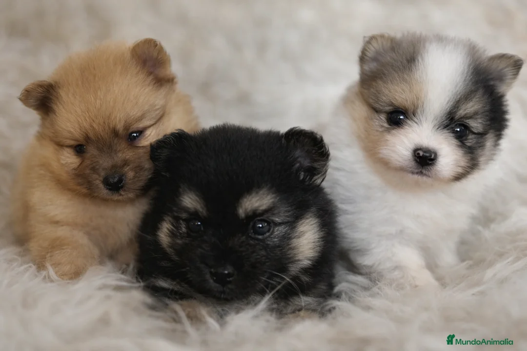 Pomerania perros en venta: POMERANIA CAMANA LÍNEA RUSA - Anuncio 1