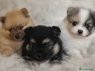Pomerania perros POMERANIA CAMANA LÍNEA RUSA - Anuncio 3