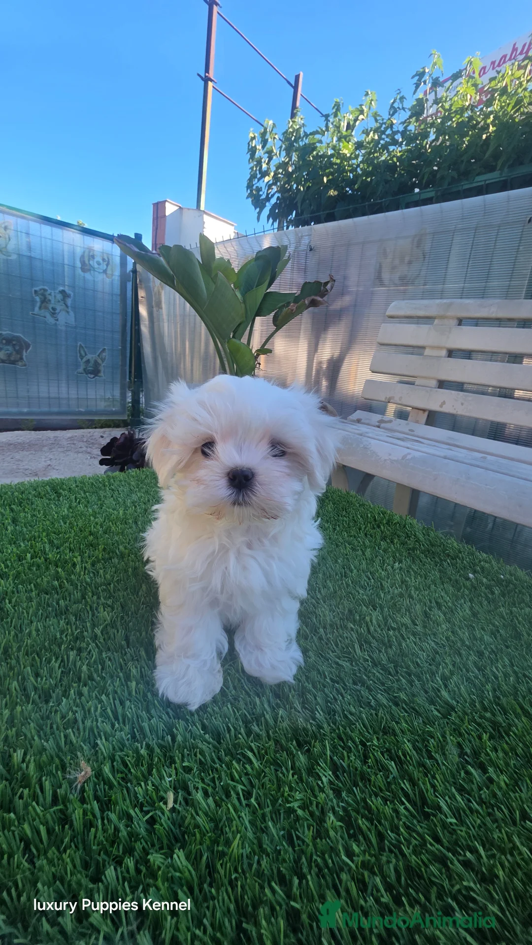 Bichón Maltés perros en venta: Bichon maltes coreano  - Anuncio 3